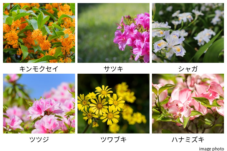 リビオ都島パークスクエアの植栽